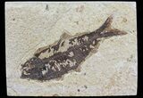 Knightia Fossil Fish - Wyoming #74101-1